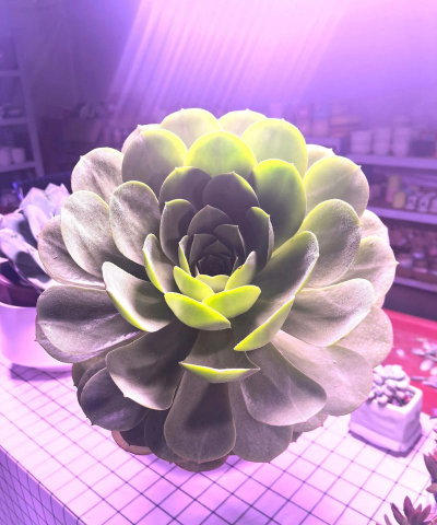 小玉蝶养多久成型