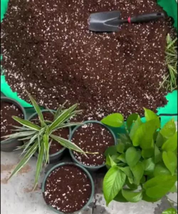 家庭养花用生根粉