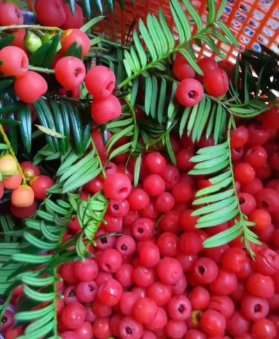 红豆杉果实多久