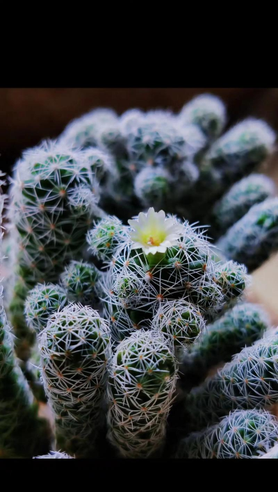 银手指养多久会开花