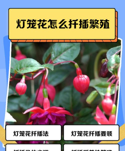 灯楼花什么时候扦插最好