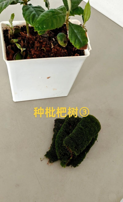 种枇杷种子多久后结果