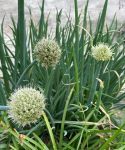 长花的葱是什么葱