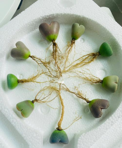 家庭养花用生根粉