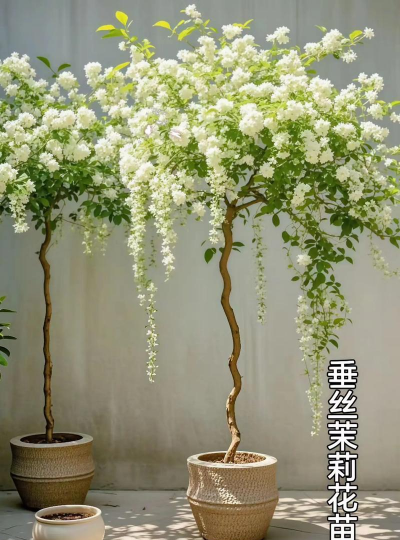 垂枝茉莉小苗多久开花