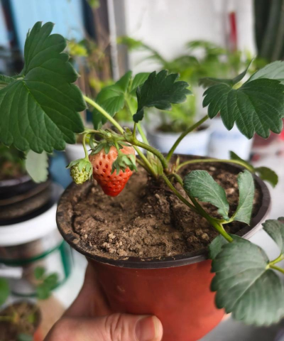 家庭养花用生根粉