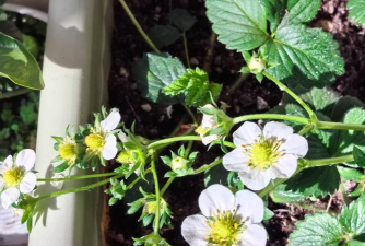 草莓花凋谢后多久结果