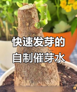 家庭养花用生根粉