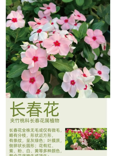 长春的花叫什么名字