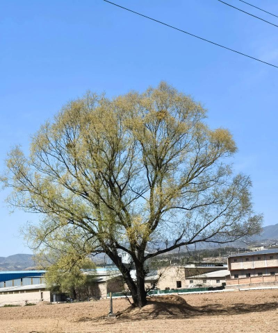 很硬的土适合种什么树