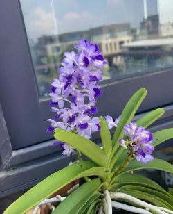 狐尾兰长什么样