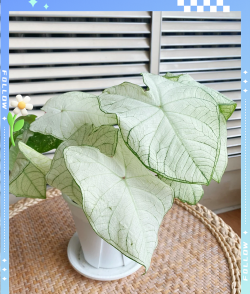 月光芋叶子为什么会变绿