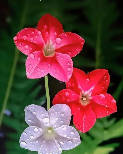 羽叶茑多久能开花