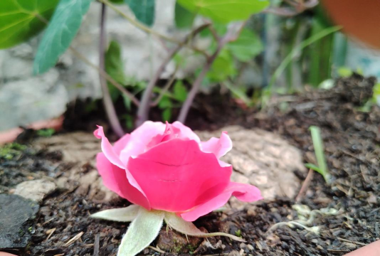 家庭养花用生根粉