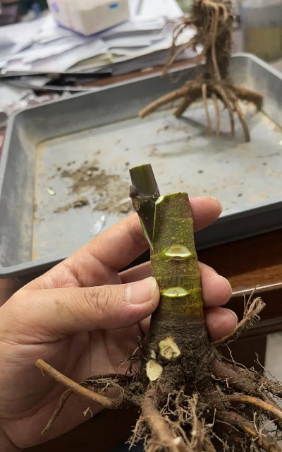 家庭养花用生根粉