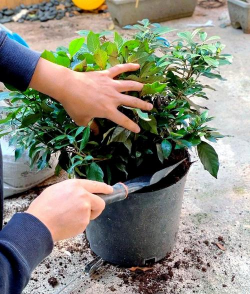 家庭养花用生根粉