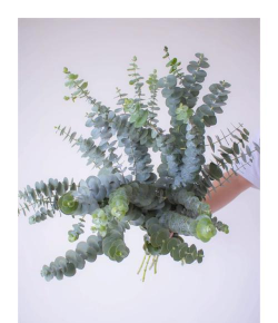 尤加利水培活多久