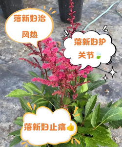 落新妇的作用是什么