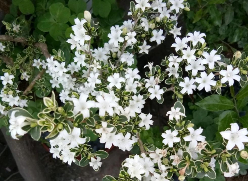 六月雪怎么开花