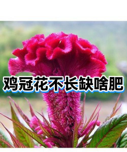 鸡冠华生长周期是多久