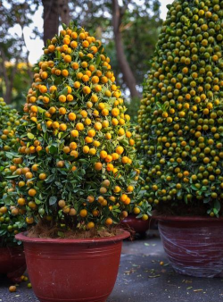 金钱橘树叫什么