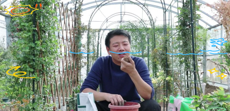 家庭养花用生根粉