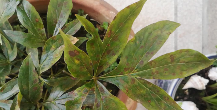 芍药叶子黄了是什么原因