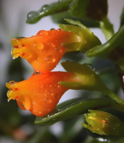 大金鱼花什么样子的