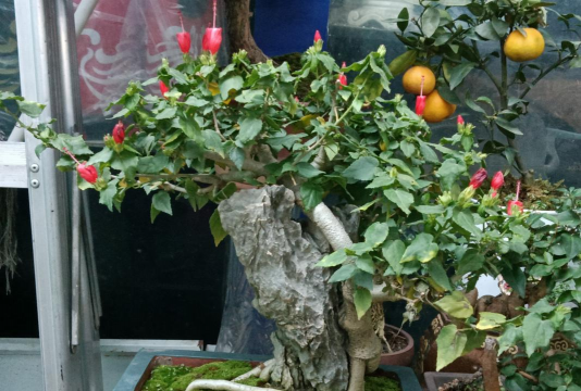 家庭养花用生根粉