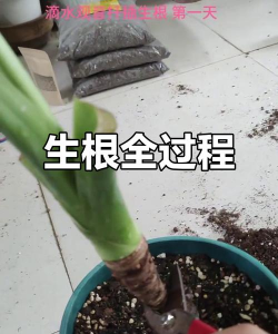 家庭养花用生根粉