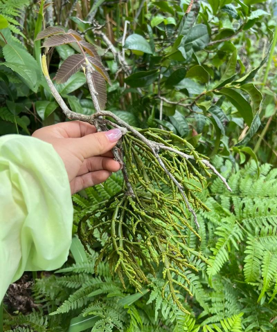 家庭养花用生根粉