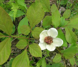 毛叶草芍药是什么花