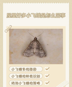 家庭养花很多飞蛾