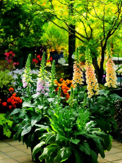 毛地黄种植在什么盆