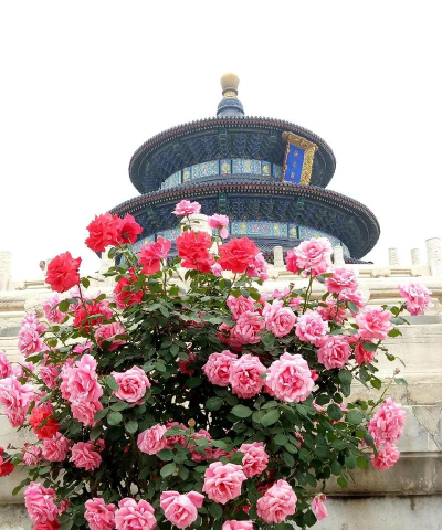 北京的月季什么时候春化