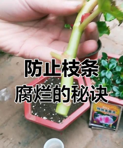 家庭养花用生根粉