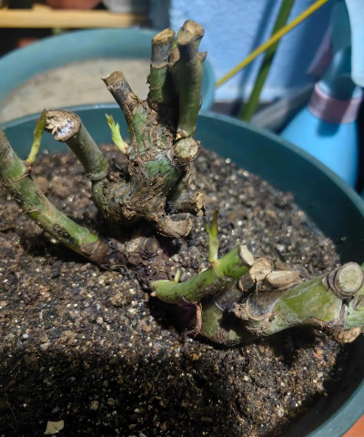 家庭养花用生根粉