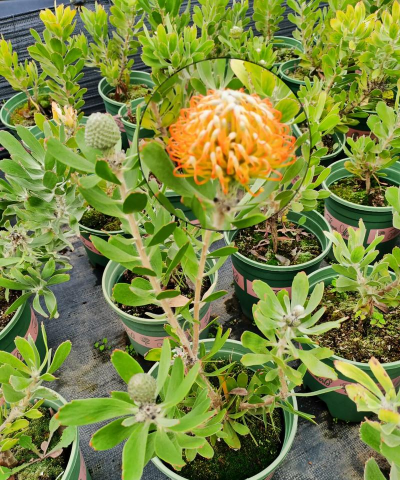 家庭养花用生根粉