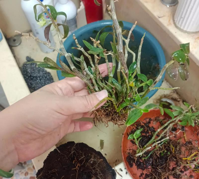 家庭养花用生根粉