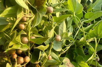 淮山豆什么时候收获