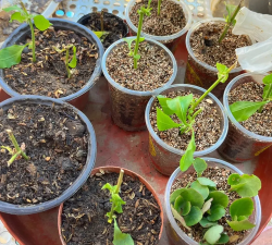 家庭养花用生根粉