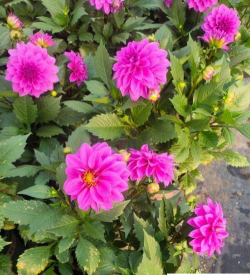 小丽花什么时候枯萎