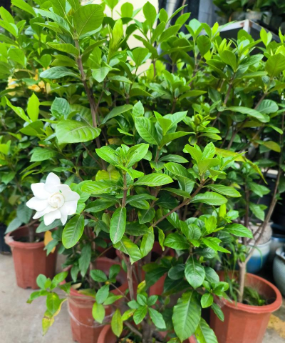 栀子花多久可以长高