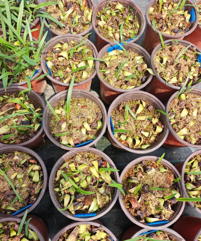 家庭养花用生根粉