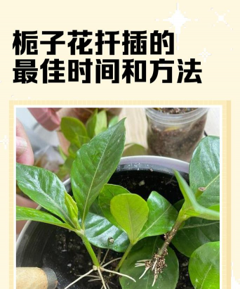 如何繁殖栀子花