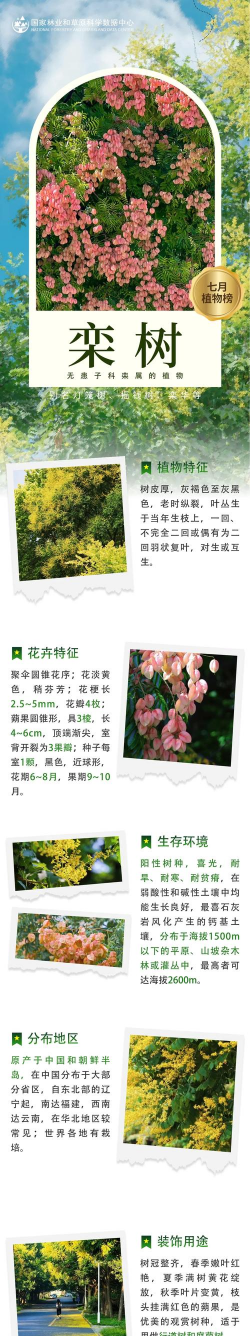 栾树花有什么作用呢