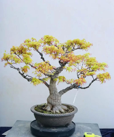 橙之梦盆景如何养护