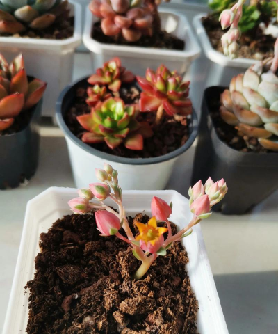 家庭养花用生根粉