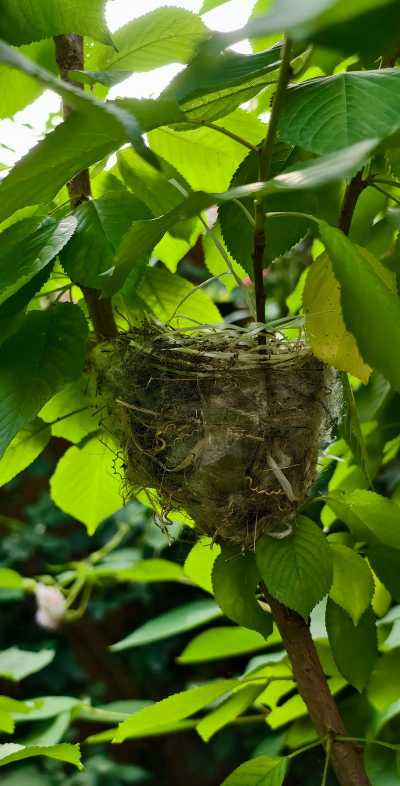 白头翁晚上住什么树