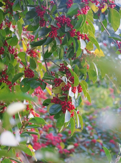 铁冬青树多久开花